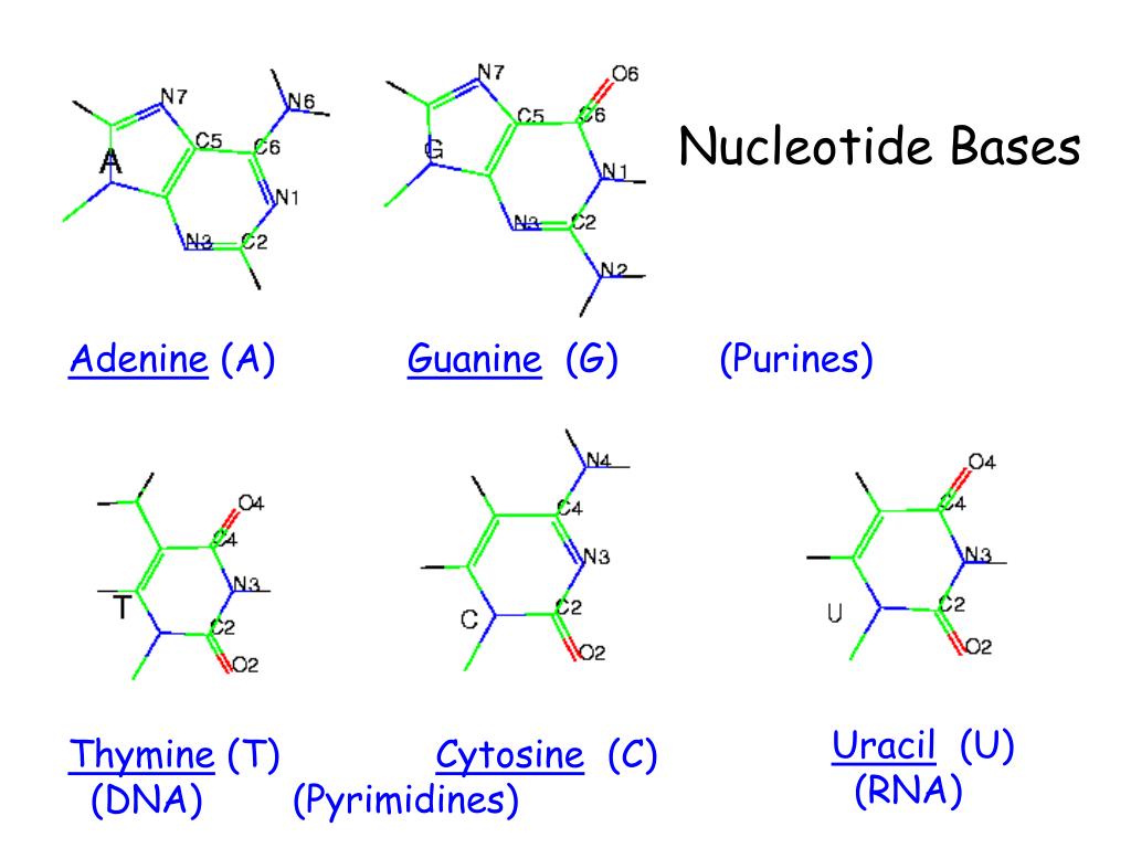 Рнк тимин урацил. Thymine uracil. Цитозин окисление. What is Biology. Nucleotide symbols explanation.