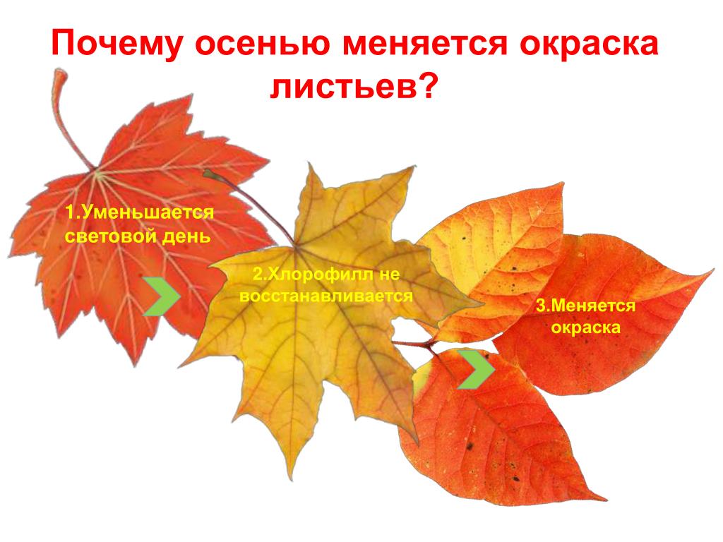От чего изменяется окраска листьев. Листья меняют цвет. Почему листья желтеют осенью для детей. Исследовательская работа почему желтеют листья. Почему желтеют листья осенью для дошкольников.