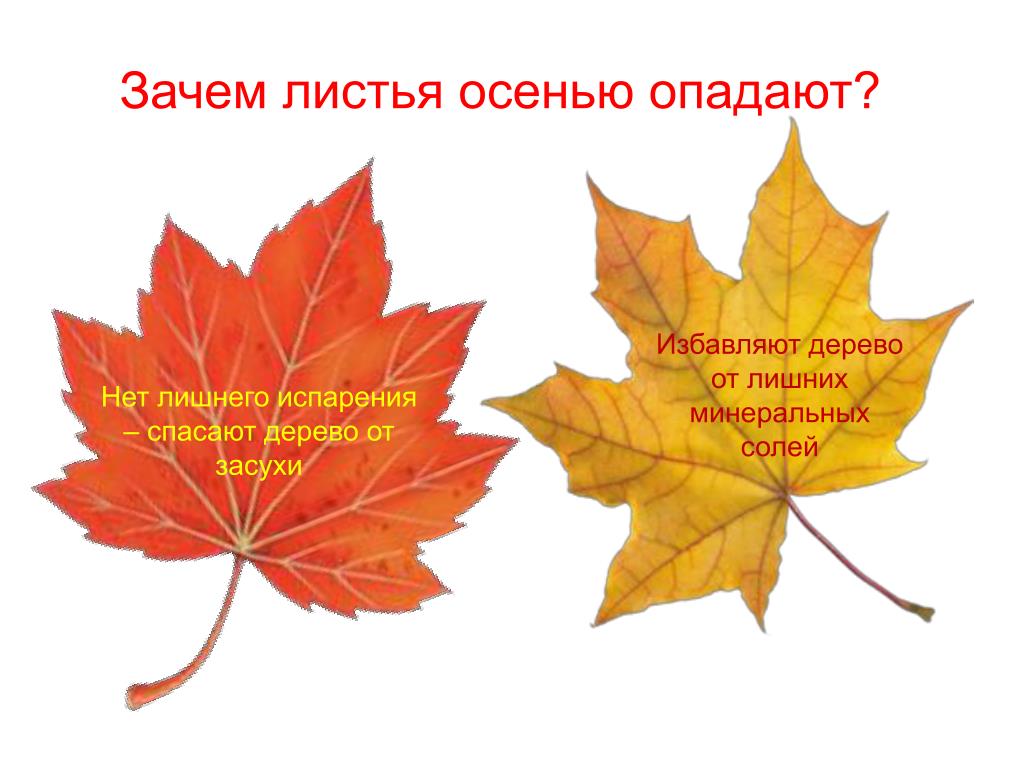 Осенние листья прилагательные. Исследовательская работа почему желтеют листья. Почему листья меняют цвет осенью исследовательская работа. Почему желтеют листья картинки. Почему опадают листья осенью.