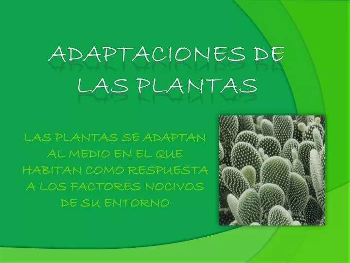 PPT - ADAPTACIONES DE LAS PLANTAS PowerPoint Presentation, free download -  ID:2944866