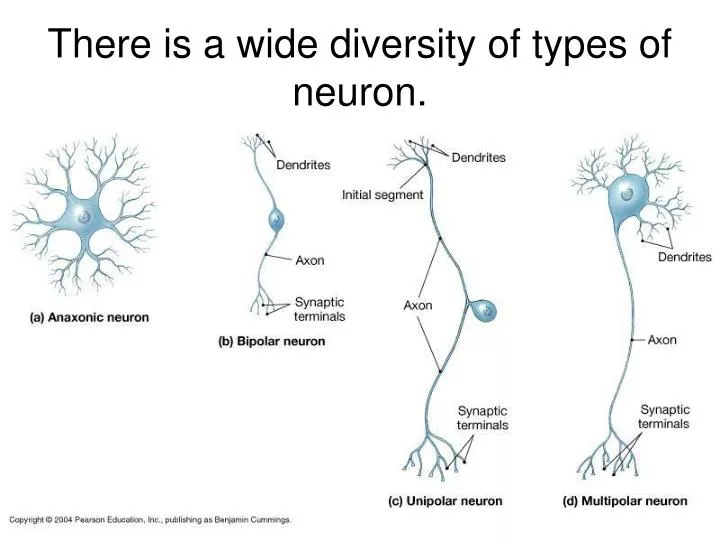 PPT - There is a wide diversity of types of neuron. PowerPoint ...