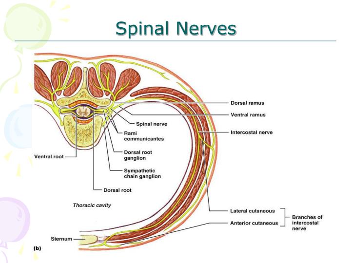 PPT - Anatomy of Spinal Nerves PowerPoint Presentation - ID:2945675