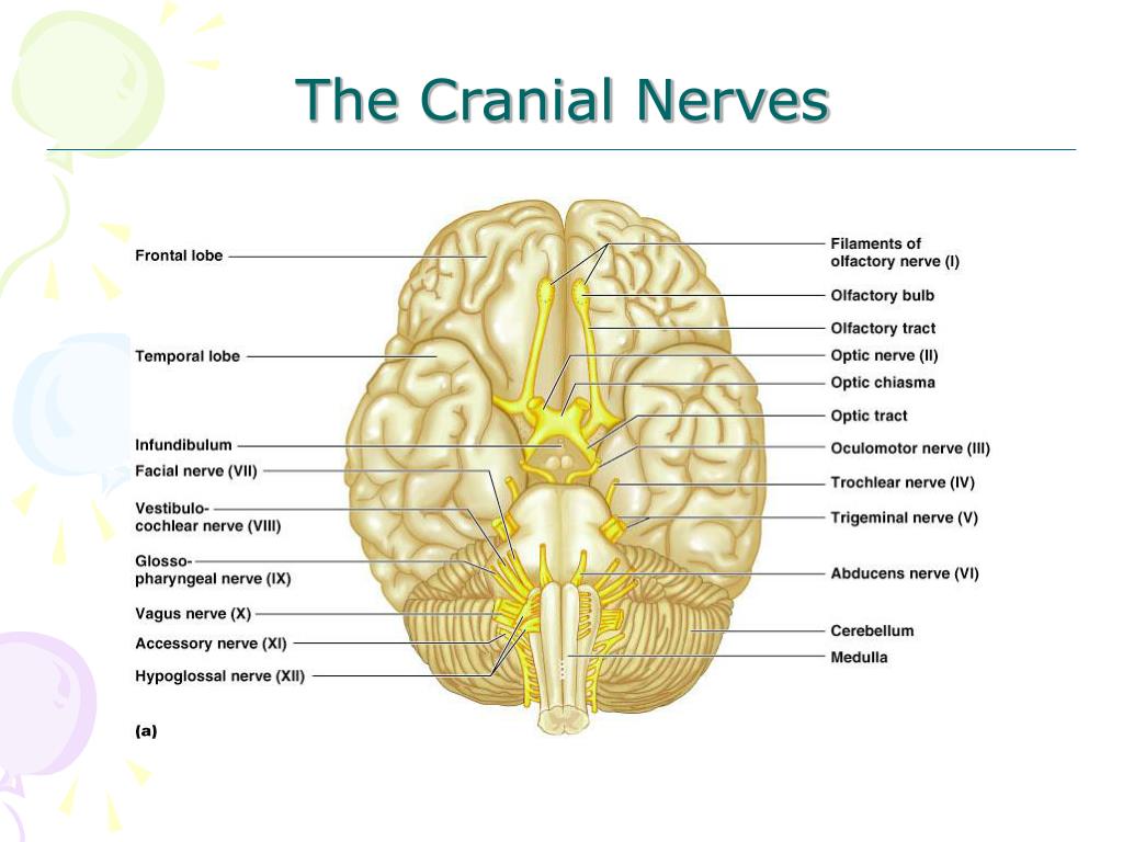 Nervous first. 12 Cranial nerves. 12 Pairs of Cranial nerves. Черепно мозговые нервы на черепе.