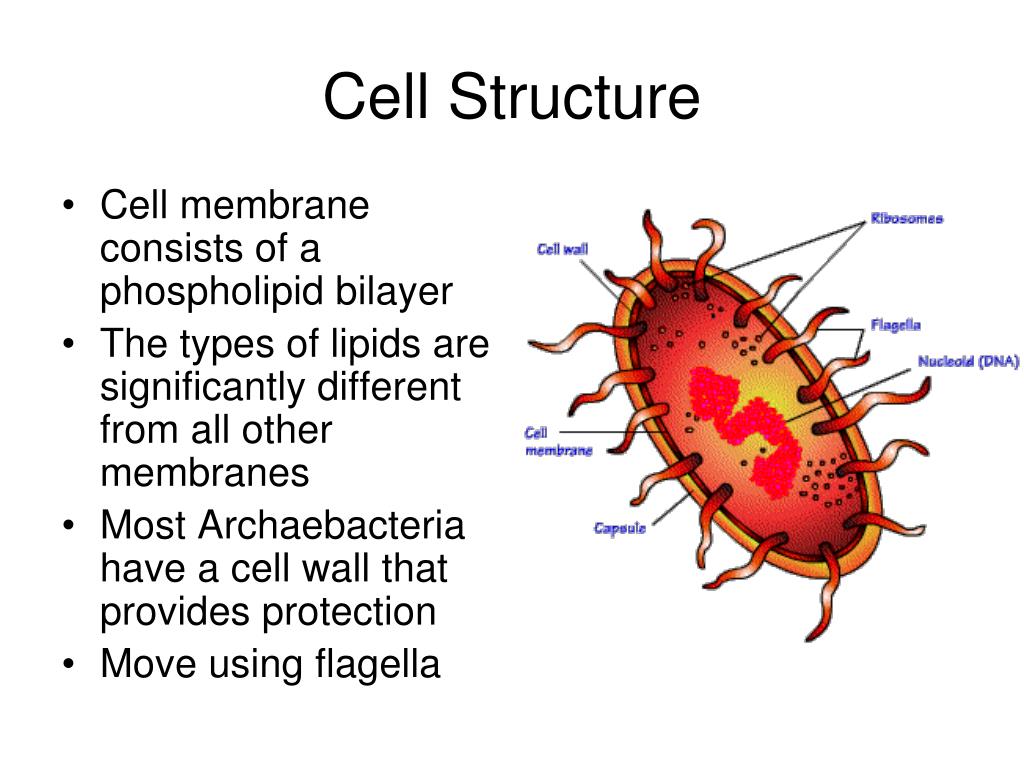 Archaebacteria Cell Structure