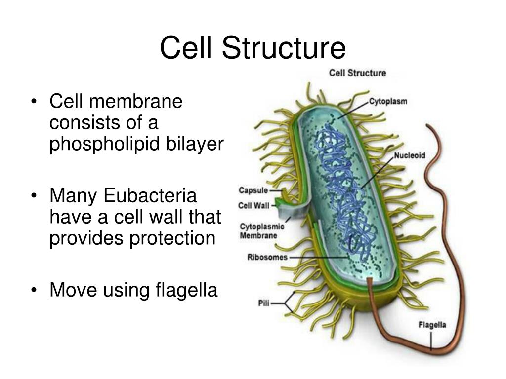 Пару бактерий. Строение клетки бактерии. Строение бактериальной клетки 7 класс. Строение микроорганизмов бактерии. Строение бактериальной клетки картинка.