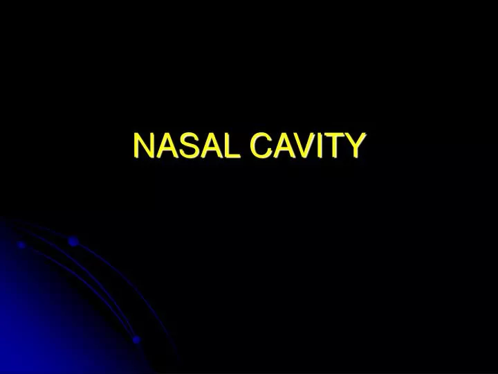 nasal cavity n.