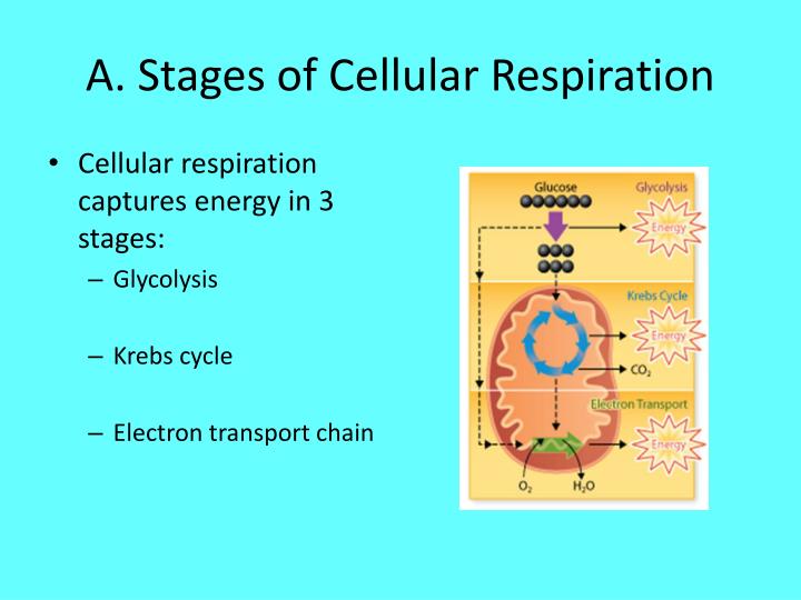 cellular respiration an overview