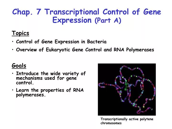 PPT Chap. 7 Transcriptional Control of Gene Expression (Part A