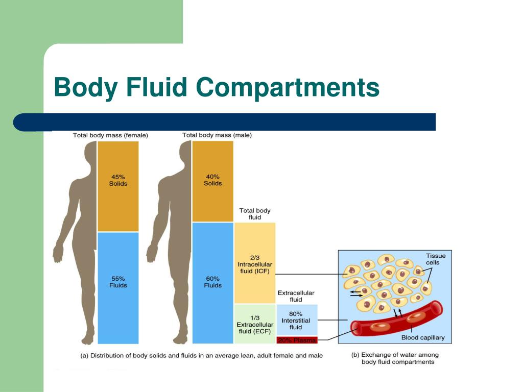 Electrolyte Composition Of Body Fluid Compartments Gramgerty