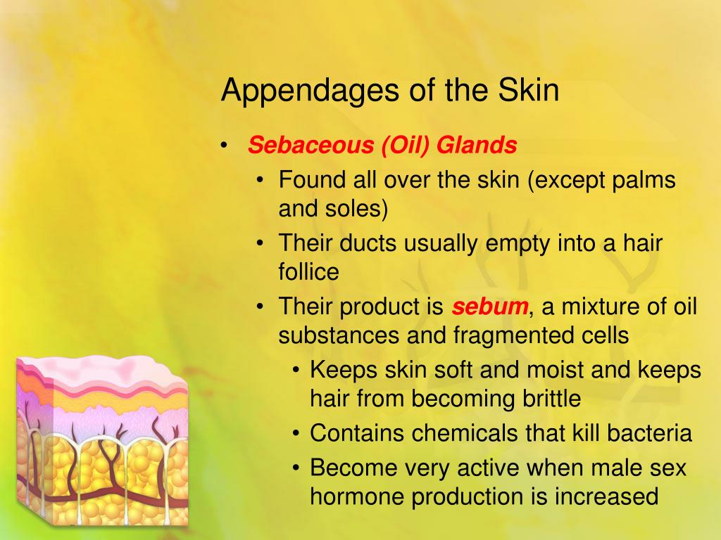 Skin and Body Membranes PowerPoint Presentation, free download ... Biology Diagrams