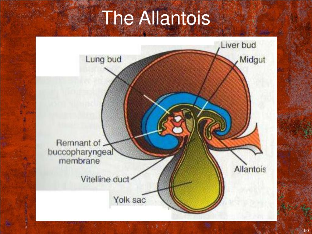 PPT - Acute Umbilical Complaints in the Pediatric ER PowerPoint ...