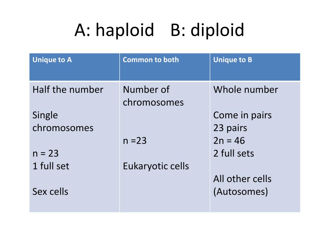 diploid-vs-haploid-worksheet-organicfer
