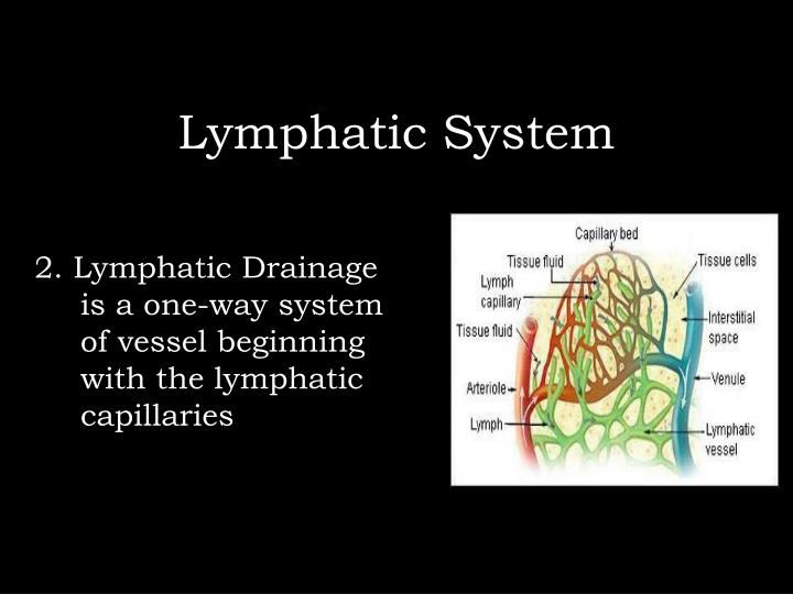 PPT - Lymphatic System ) PowerPoint Presentation - ID:2950245