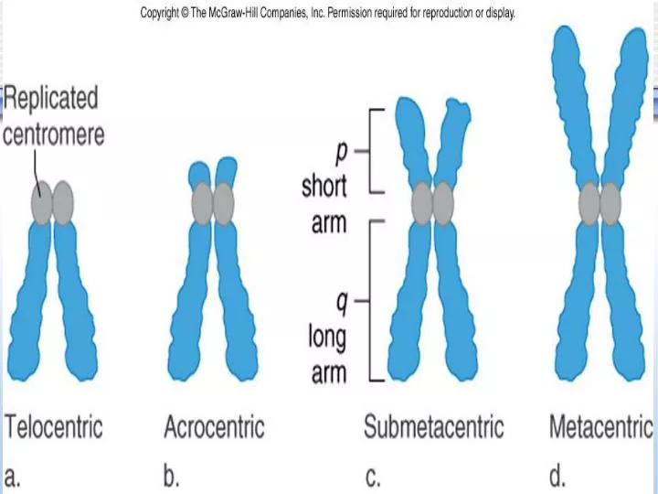 PPT - ANEUPLOIDY PowerPoint Presentation; free download - ID:2950515