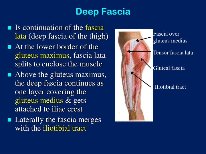 PPT The Gluteal Region (Buttock) PowerPoint Presentation ID2951081