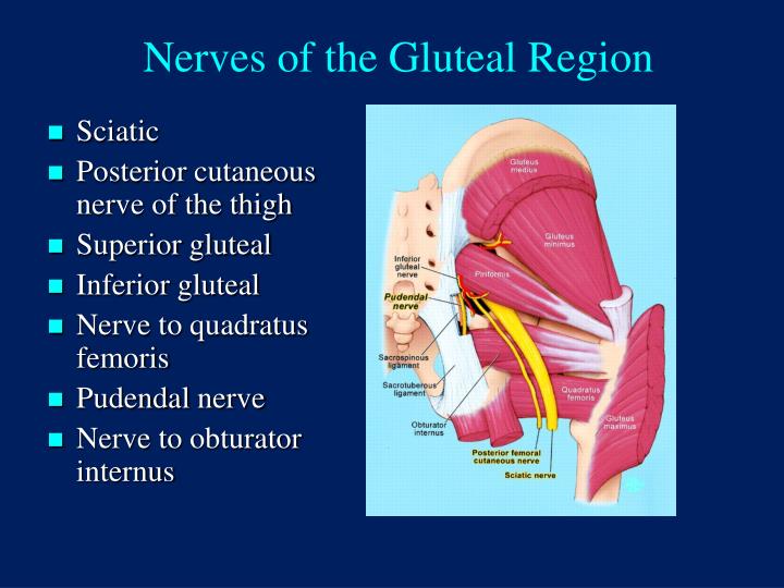 Superior Gluteal Nerve Anatomy 5937