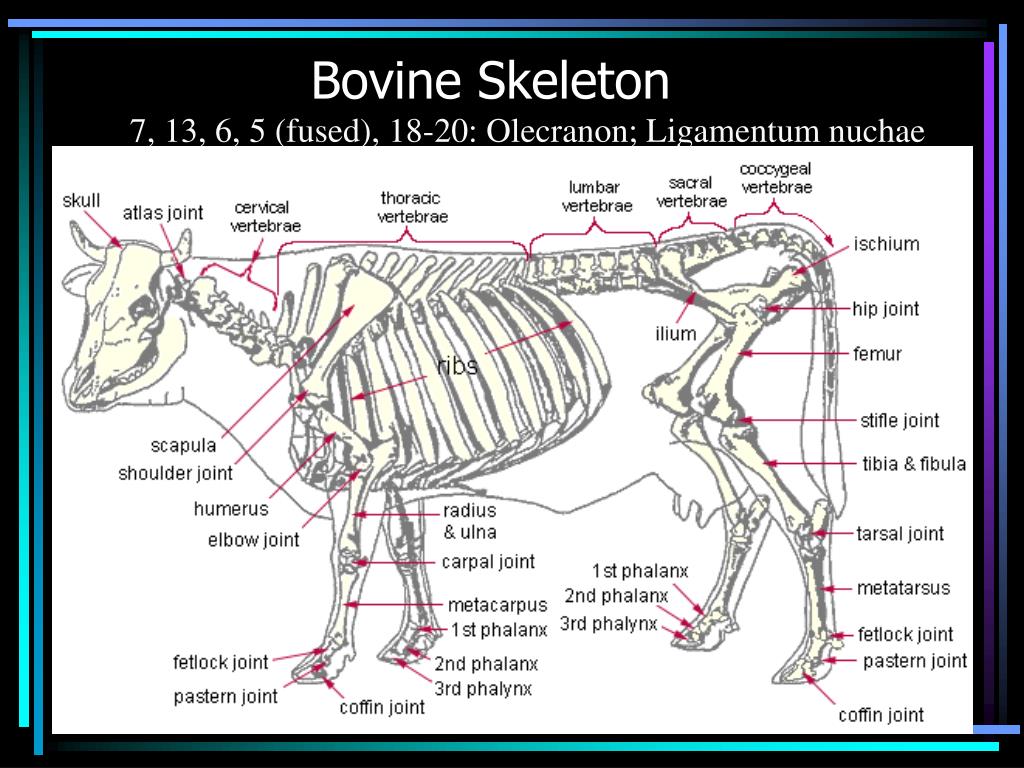 PPT - Ruminants Anatomy PowerPoint Presentation, free download - ID:2951227