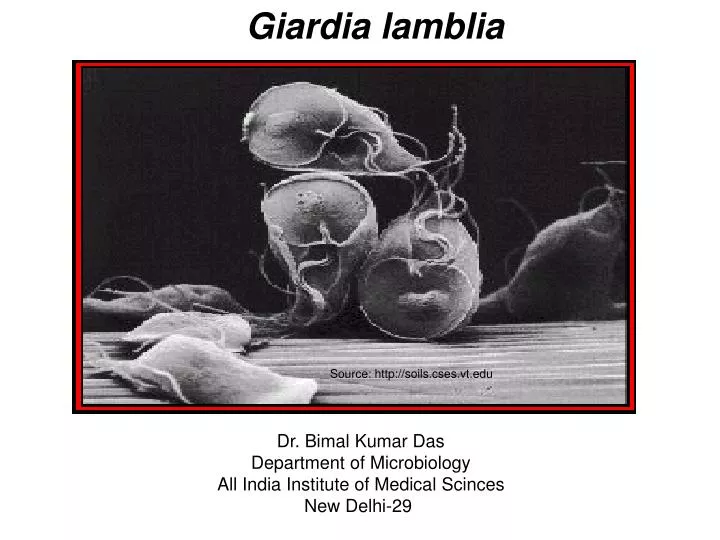 Giardia in soil