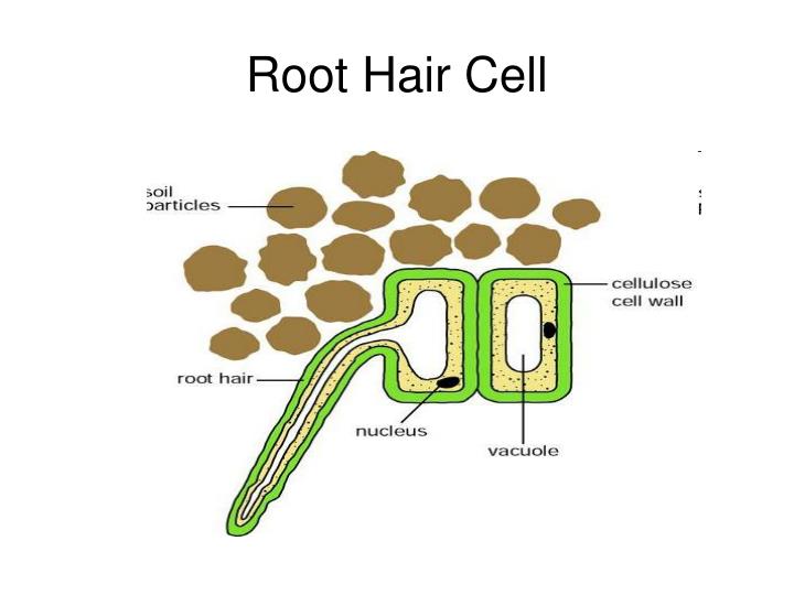 PPT Cell Types & Tissues PowerPoint Presentation ID2953205