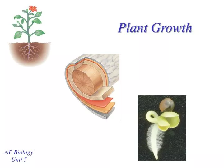 plant growth n.