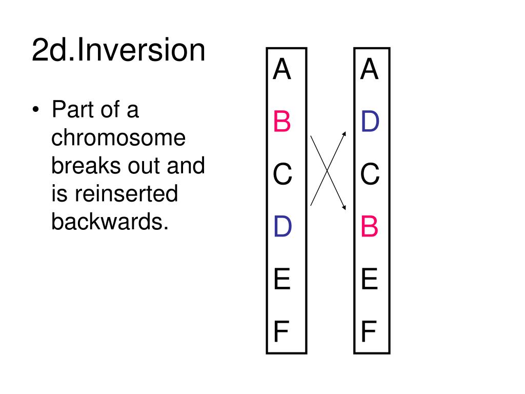 PPT - Understanding Mutations: Types, Causes, and Effects PowerPoint ...