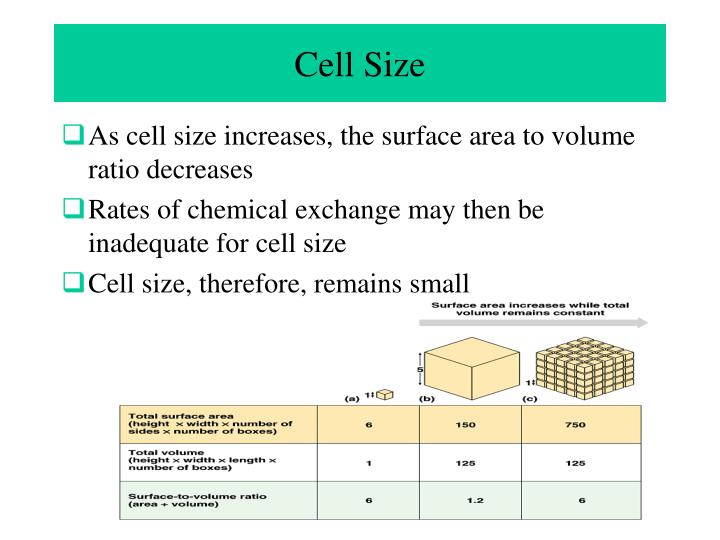 ppt chapter 6 a tour of the cell powerpoint presentation id 2953992 as cell size increases the