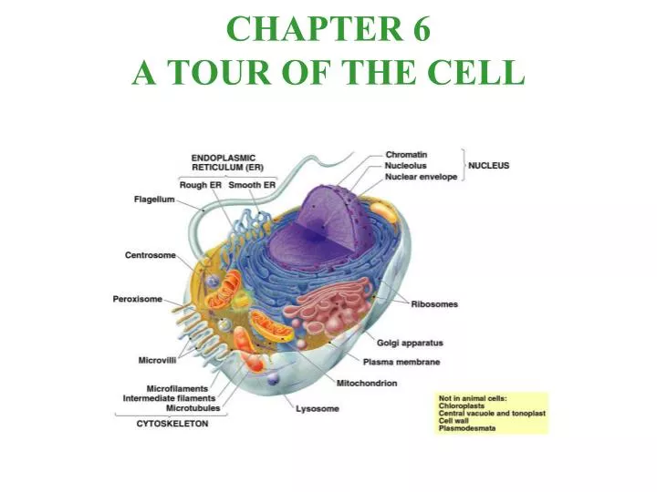 tour inside a cell