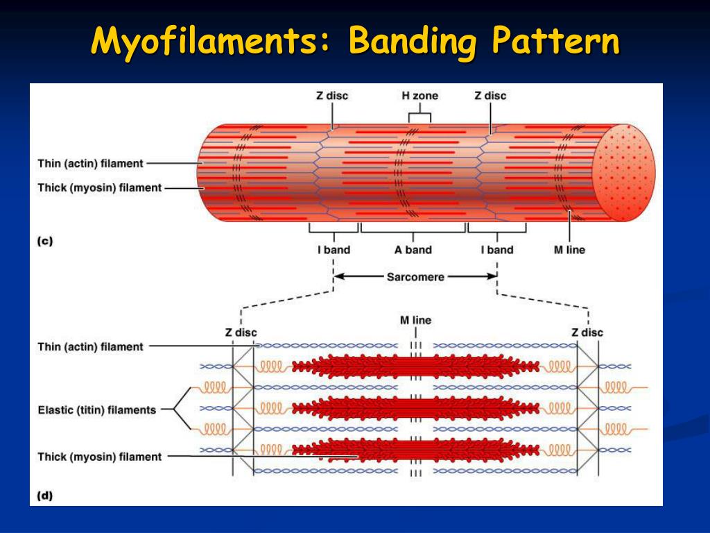 PPT Muscles and Muscle Tissue PowerPoint Presentation, free download