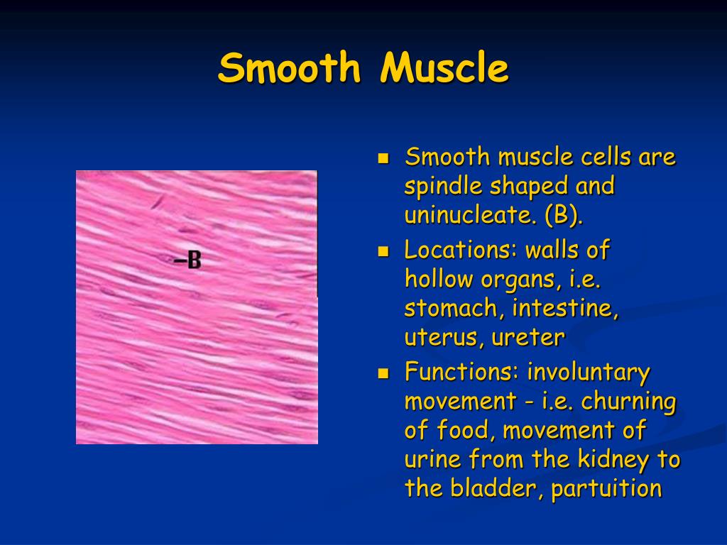 PPT - Muscles and Muscle Tissue PowerPoint Presentation, free download