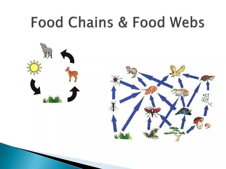 PPT - Food Chains & Food Webs PowerPoint Presentation ...