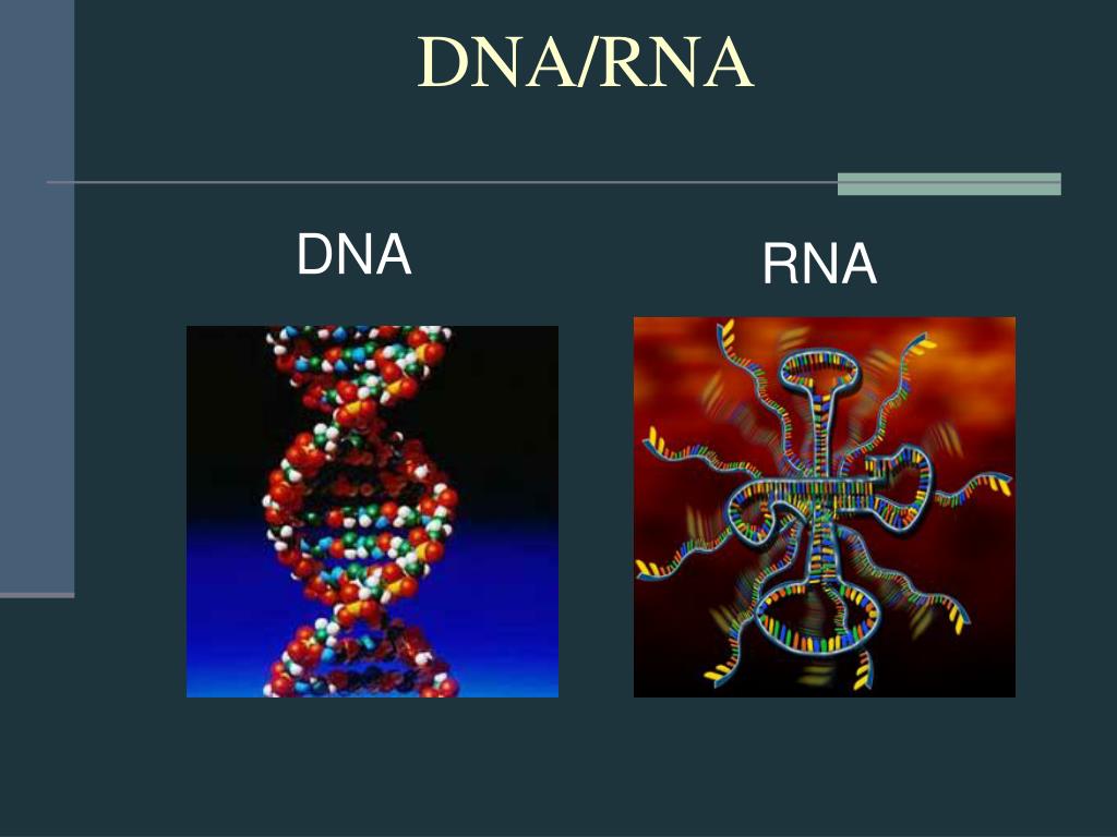 Днк рнк человека. ДНК И РНК. ДНК от РНК. ДНК И РНК различия. Молекула ДНК И РНК.