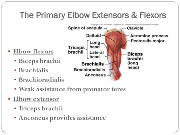 The Elbow PowerPoint Presentation Biology Diagrams