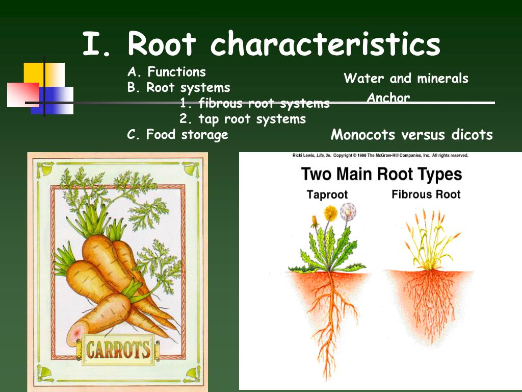 I root. Root система. Types of roots. Root System Types. Tap root and fibrous root.