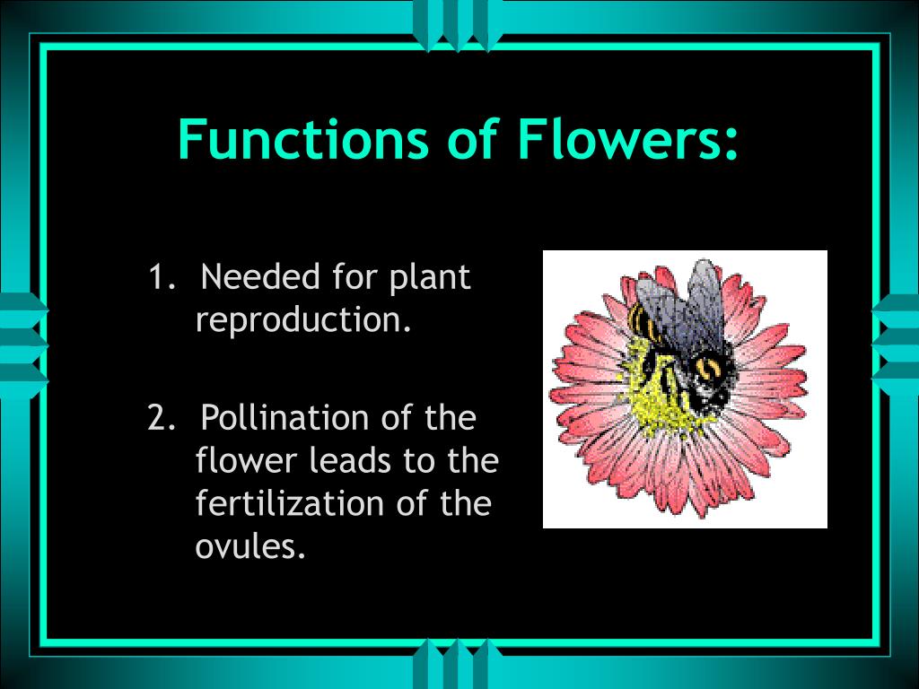 ppt-functions-of-plant-parts-powerpoint-presentation-free-download