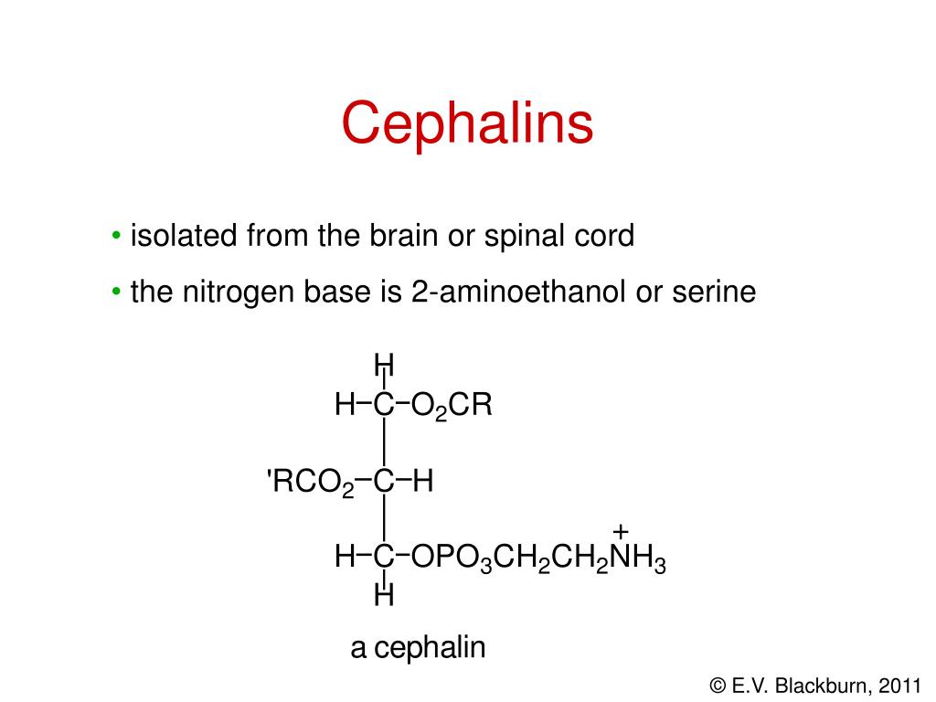 PPT Lipids PowerPoint Presentation, free download ID2956382