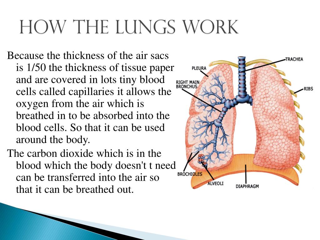 presentation about lungs
