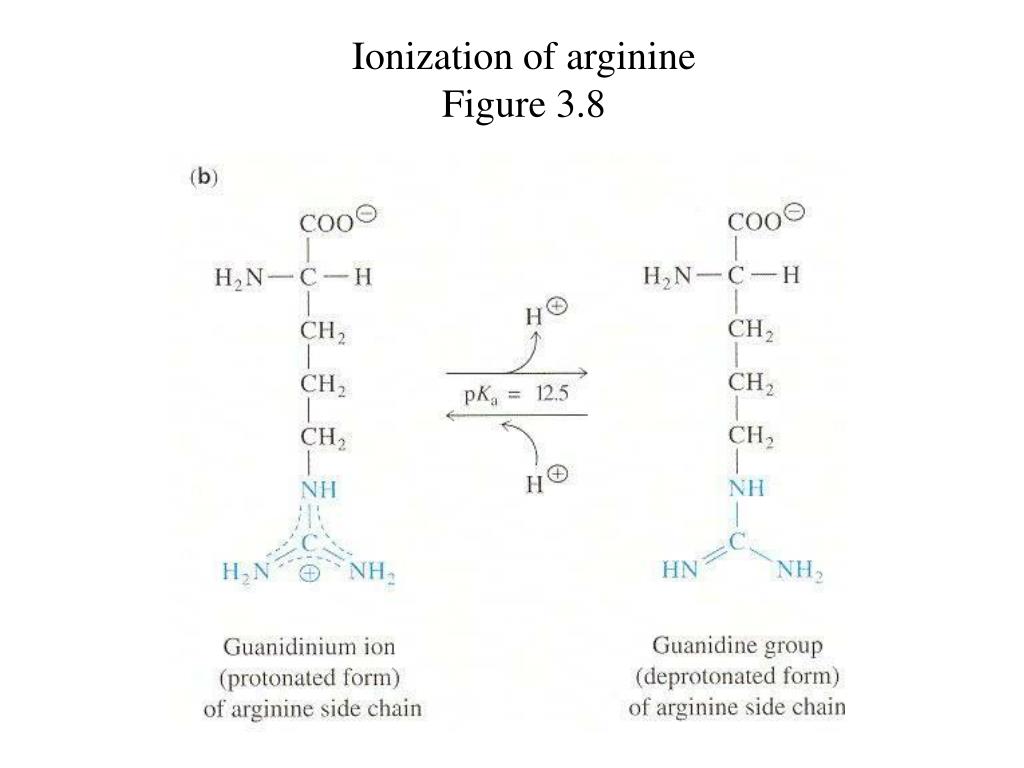 PPT Amino Acids And The Primary Structures Of Proteins PowerPoint 