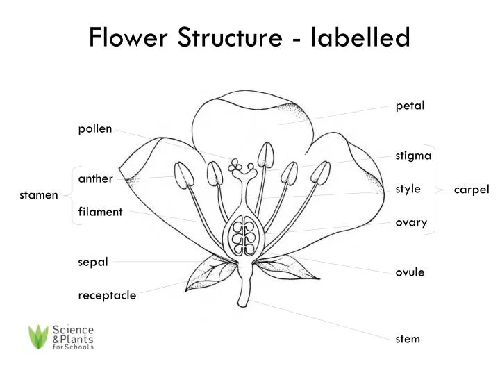 Ppt Flower Structure Labelled