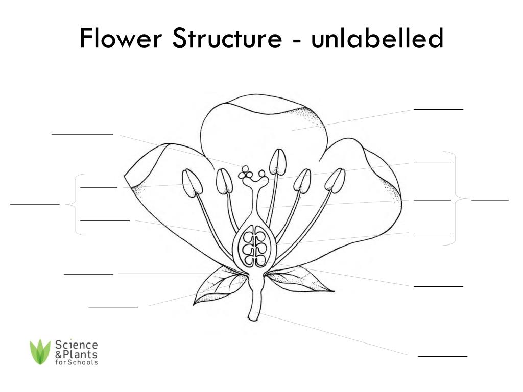 Ppt Flower Structure Labelled