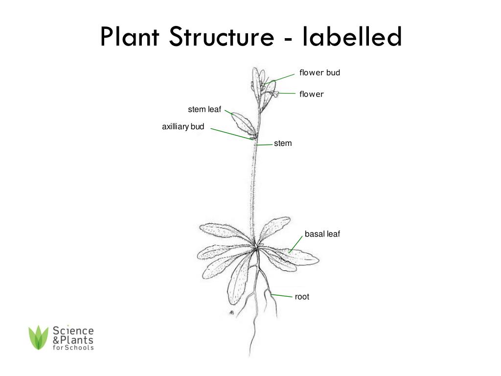 Ppt Flower Structure Labelled