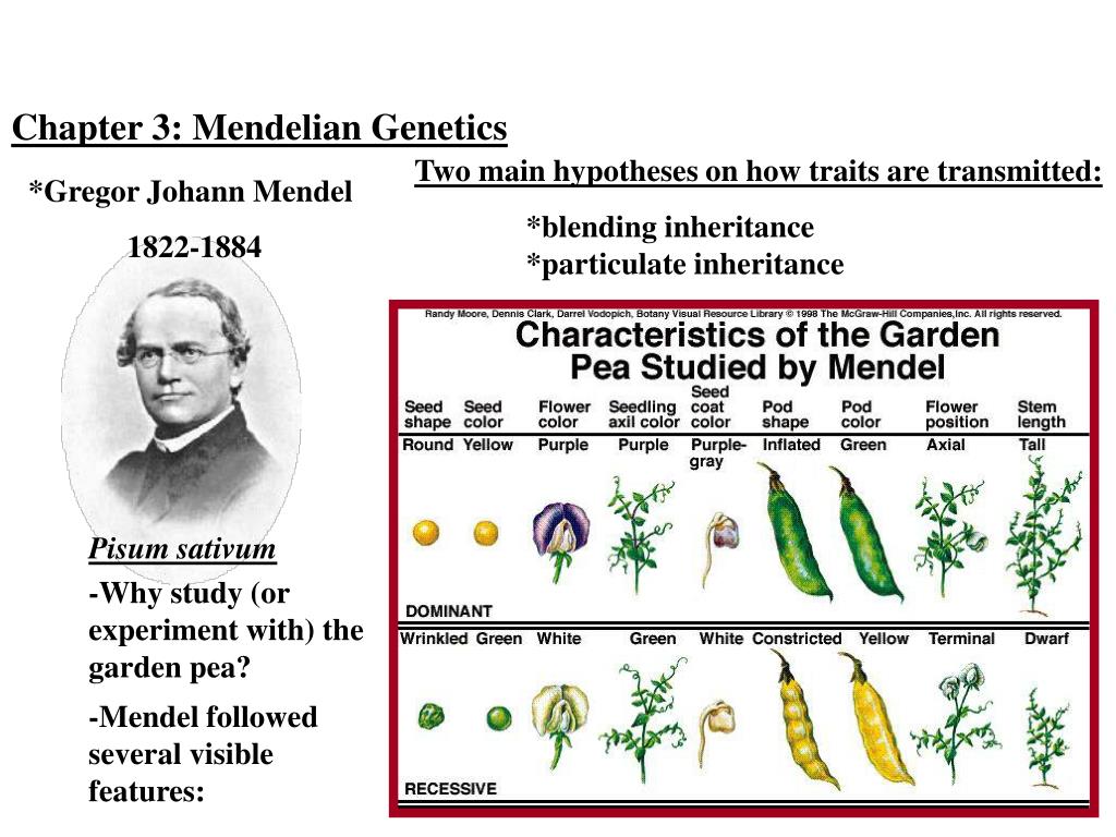 Горох грегор. Грегор Мендель (1822—1884). Грегор Мендель генетика горох. 1857. Грегор Мендель. Горох. Грегор Иоганн Мендель генетика.