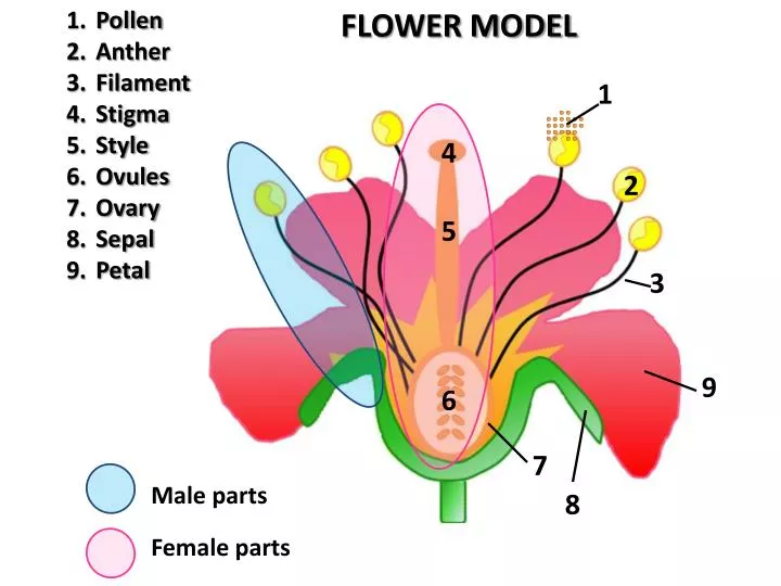 PPT - Female parts PowerPoint Presentation, free download - ID:2957842