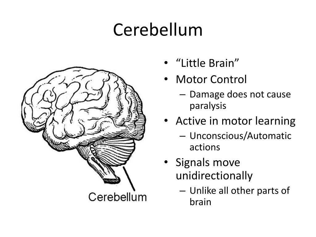 Little brain. Cerebellum. Cerebellum Anatomy. Cerebellum перевод.