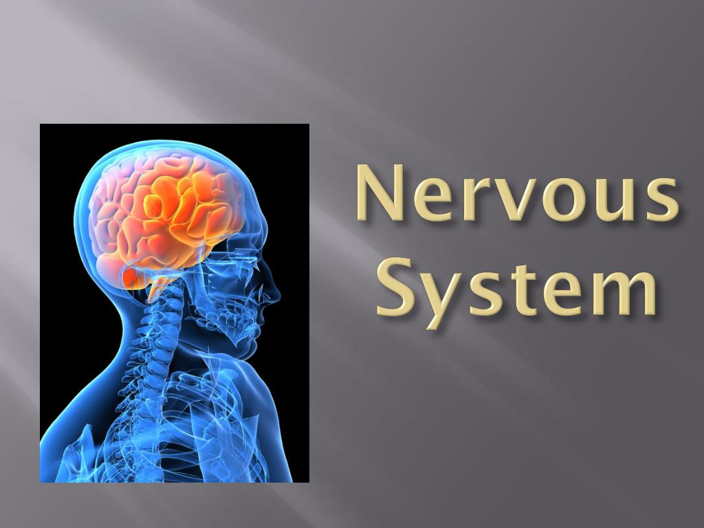 powerpoint presentation nervous system