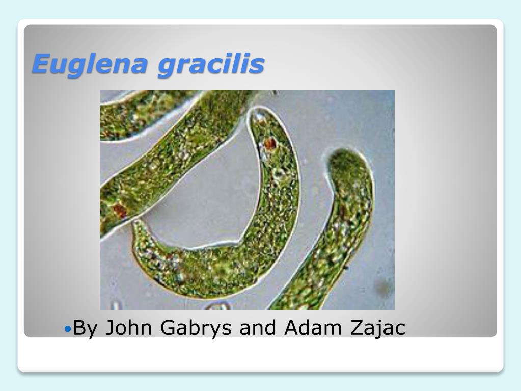 Ppt Euglena Gracilis Powerpoint Presentation Free Download Id Ppt Euglena Gracilis Powerpoint Presentation Free Download Id