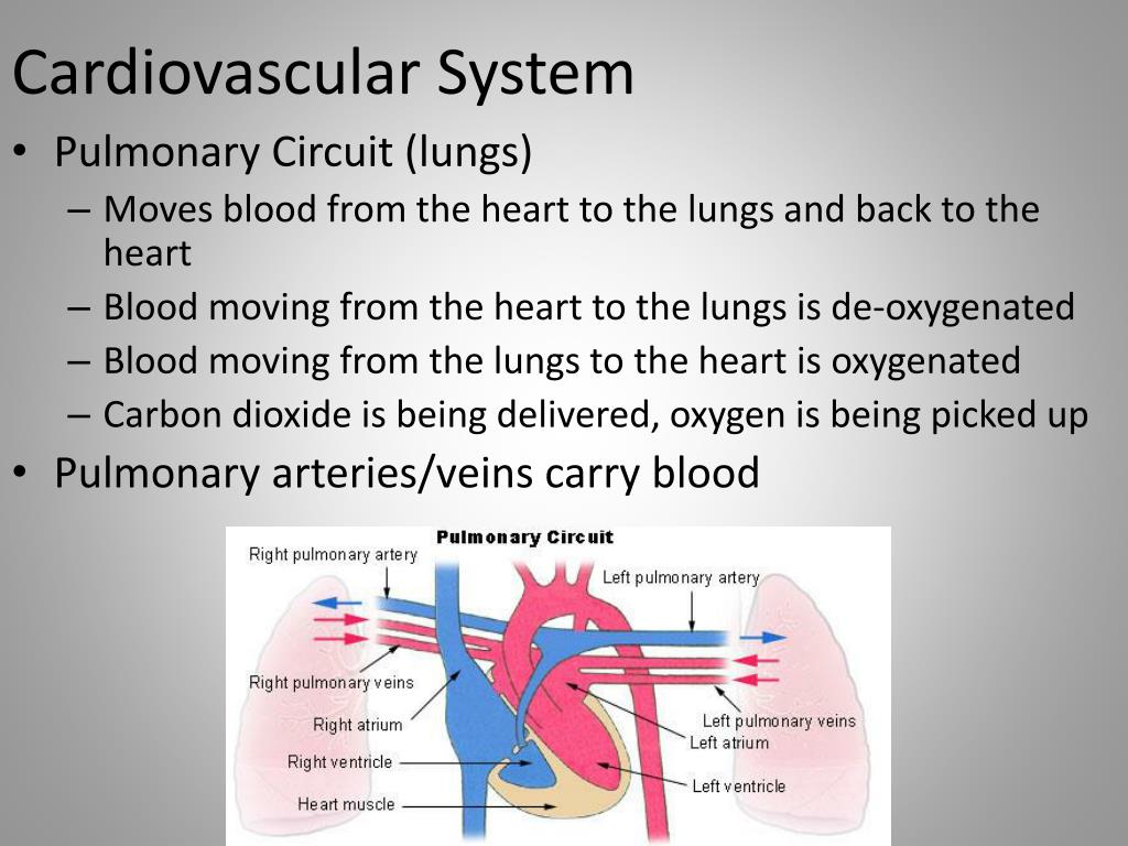 Blood function