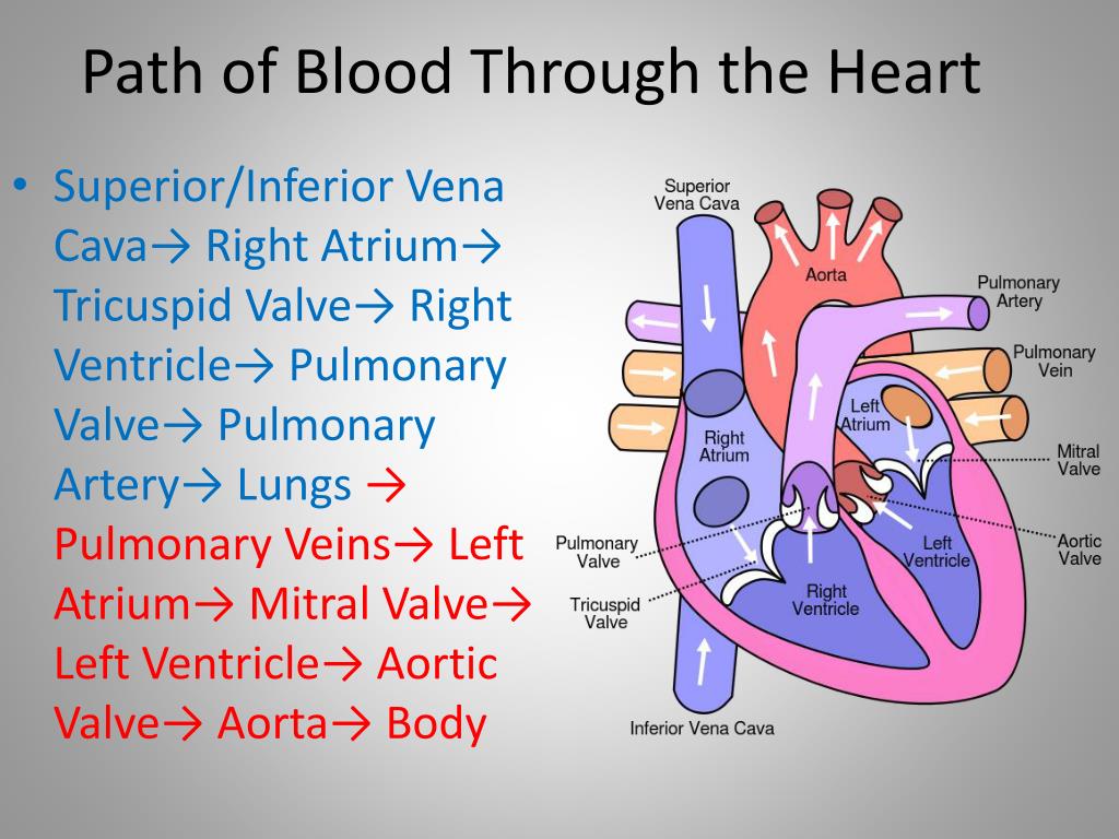 Pathway Of Blood Flow Through The Heart Worksheet Pho - vrogue.co