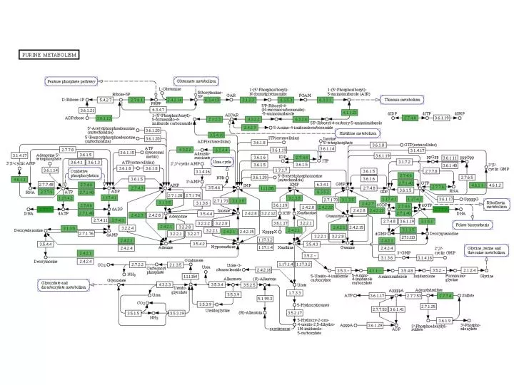 PPT - Phosphoribosyl Pyrophosphate (PRPP) PowerPoint Presentation, free ...