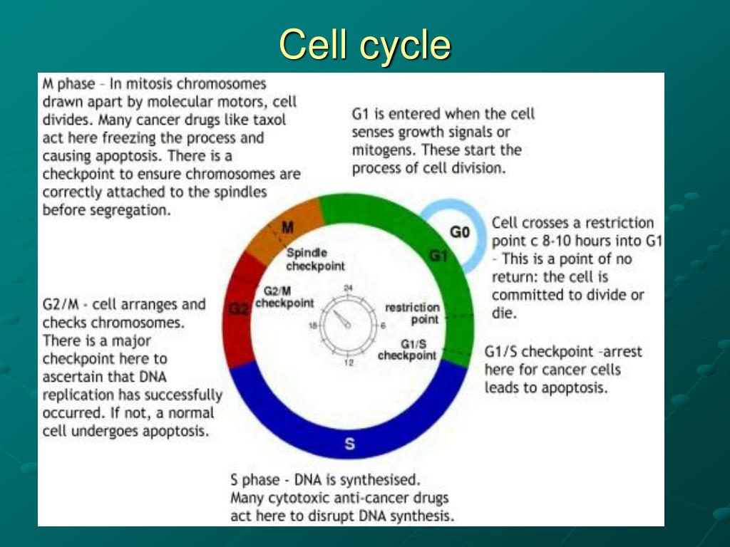 REGULATION OF CELL CYCLE BY PROTEIN KINASES PowerPoint Biology Diagrams