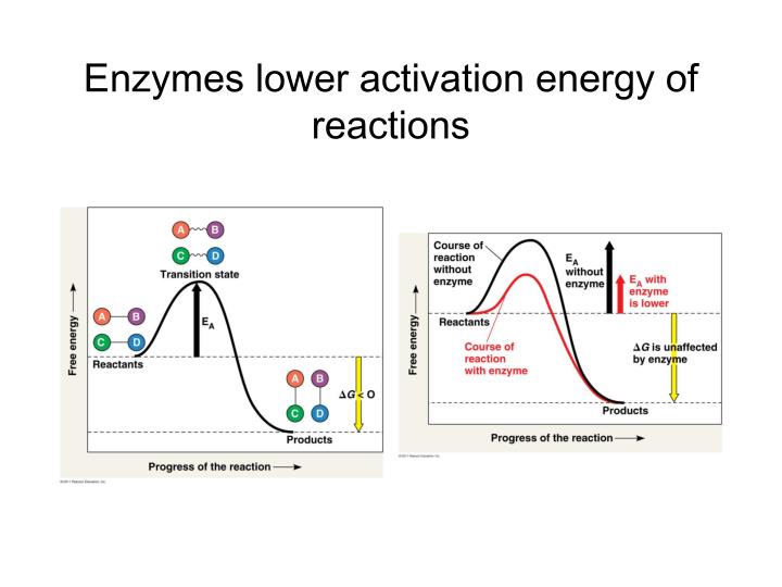 PPT - Enzymes Just because a reaction is spontaneous, that does not ...